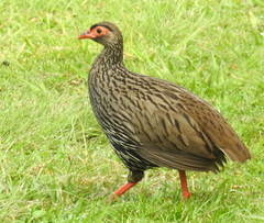 Pternistis afer castaneiventer