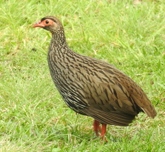 Pternistis afer castaneiventer