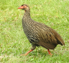 Pternistis afer castaneiventer