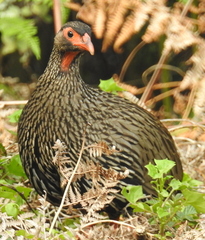 Pternistis afer castaneiventer