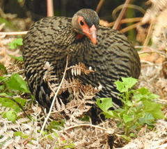Pternistis afer castaneiventer