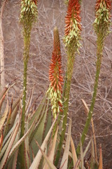 Aloe gariepensis