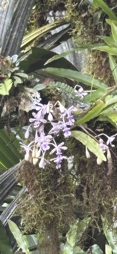 Epidendrum schumannianum Schltr.