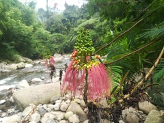 Calliandra houstoniana calothyrsus