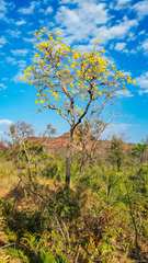 Handroanthus ochraceus