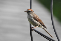 Spizella passerina passerina
