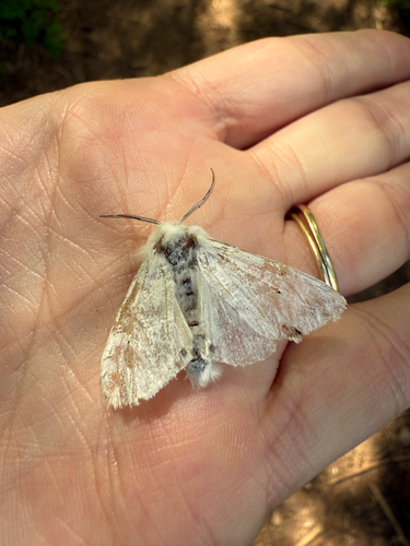 Vestal Tiger Moth photo 5