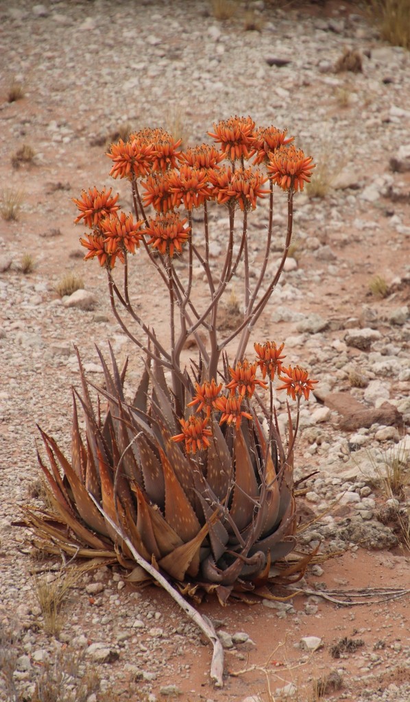 Sand Aloe