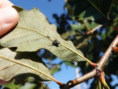 Entomophthora muscae