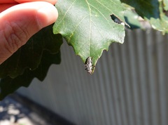 Entomophthora muscae