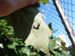 Entomophthora muscae