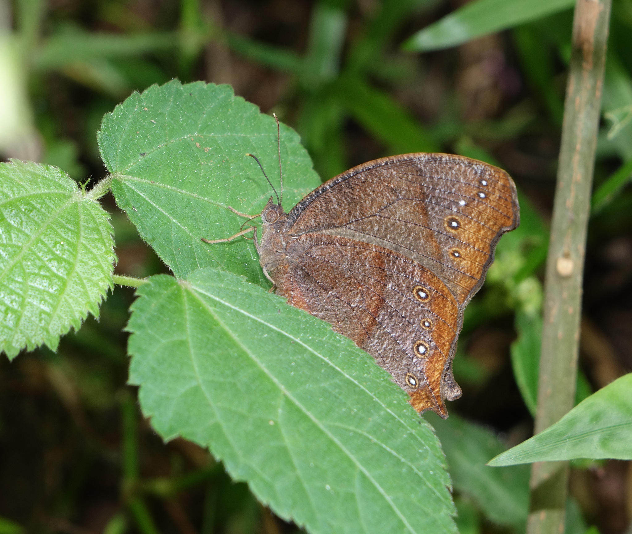 Dark Evening Brown