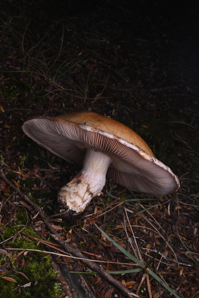 Hebeloma victoriense · June 2025 · photo: © invertebratist (iNaturalist, cc-by-nc)