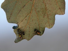 Entomophthora muscae