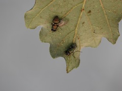 Entomophthora muscae