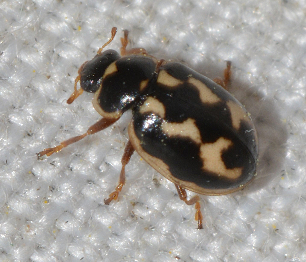 Boreal Marsh Ladybeetle