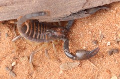 Opistophthalmus