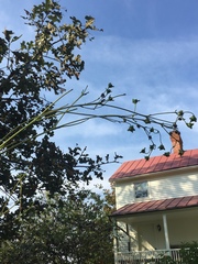 Silphium terebinthinaceum