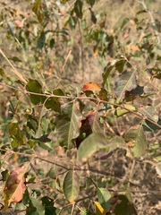 Combretum padoides