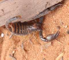 Opistophthalmus
