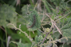Aglais caschmirensis