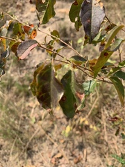 Combretum padoides
