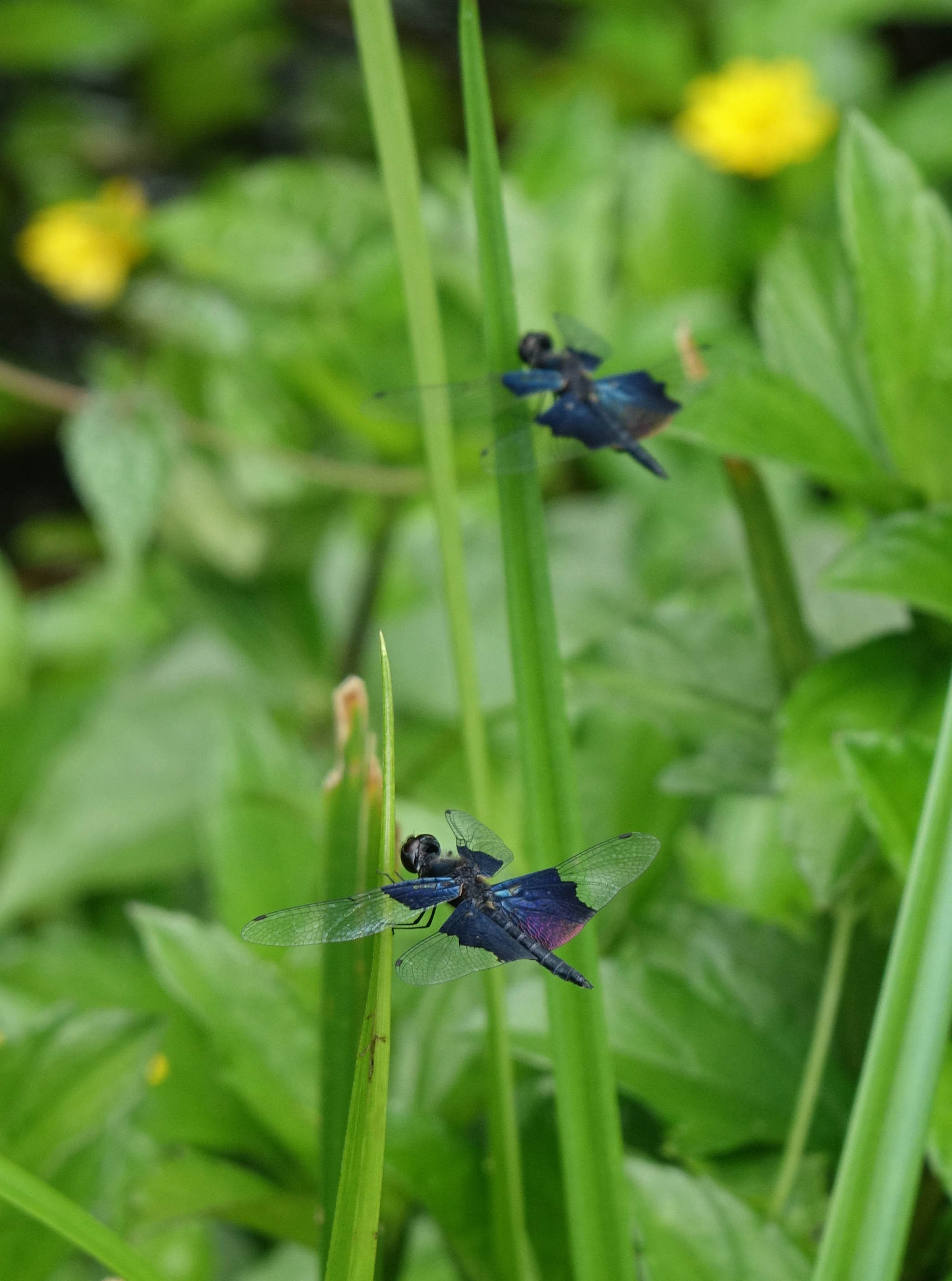 Sapphire Flutterer