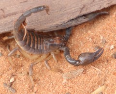 Opistophthalmus