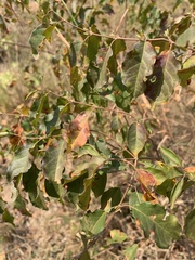 Combretum padoides