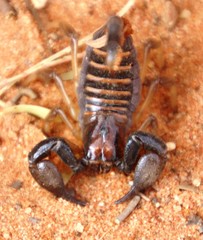 Opistophthalmus