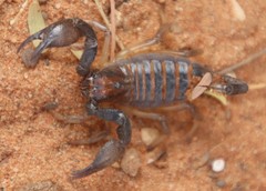 Opistophthalmus