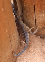 Opistophthalmus