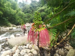 Calliandra houstoniana calothyrsus