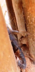 Opistophthalmus