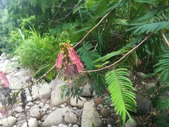 Calliandra houstoniana calothyrsus