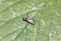 Paykullia maculata