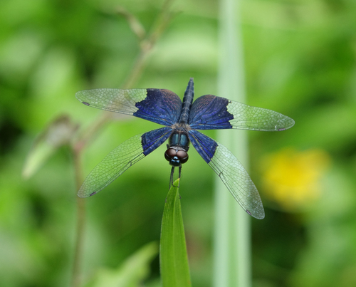Asian Sapphire Flutterer