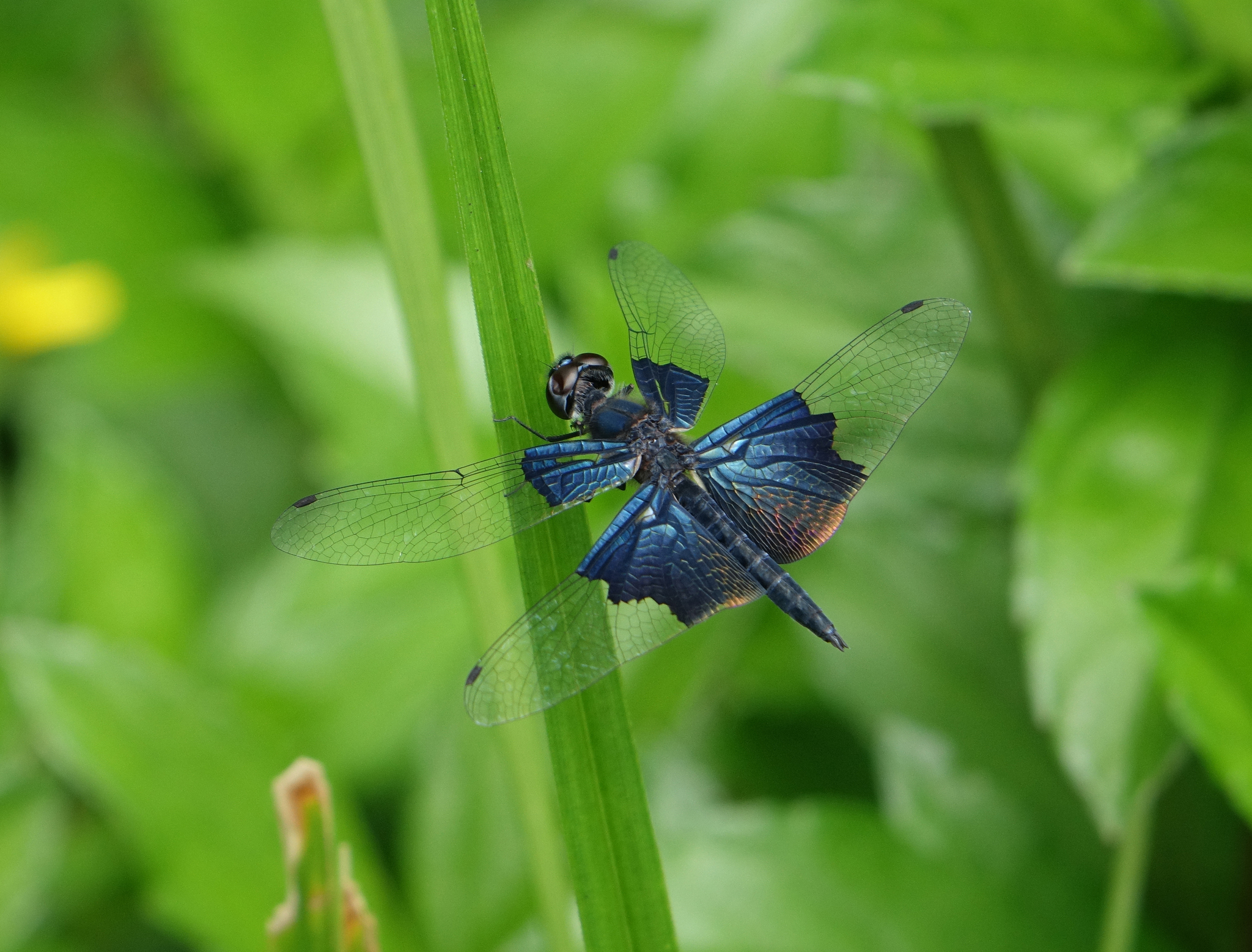 Sapphire Flutterer