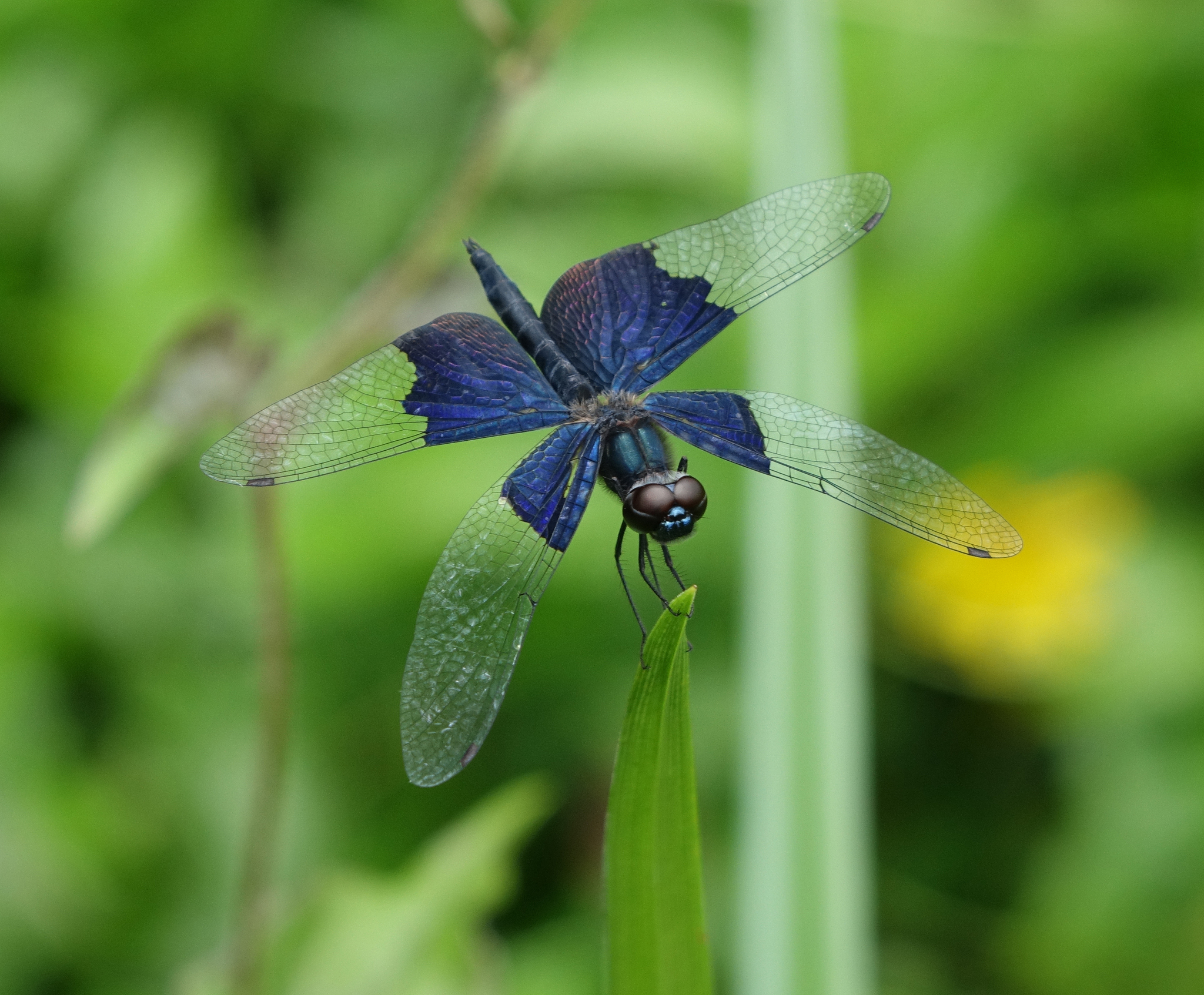 Sapphire Flutterer