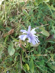 Cichorium intybus
