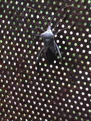 Acanthocephala declivis