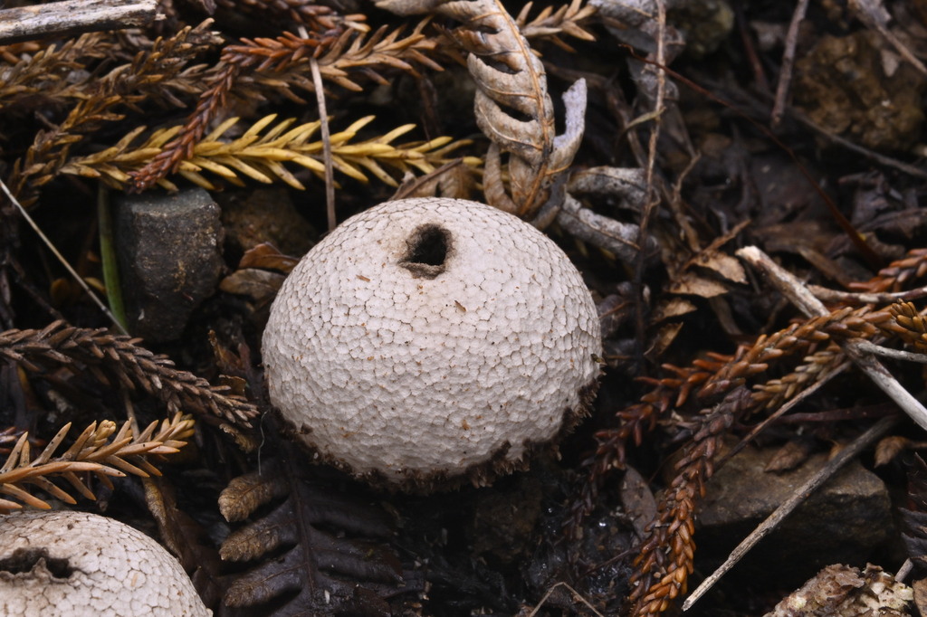 Lycoperdon compactum · June 2025 · photo: © invertebratist (iNaturalist, cc-by-nc)