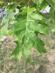 Quercus rubra