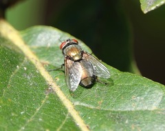Luciliinae