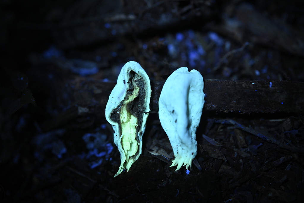 Clavogaster virescens · June 2025 · photo: © invertebratist (iNaturalist, cc-by-nc)