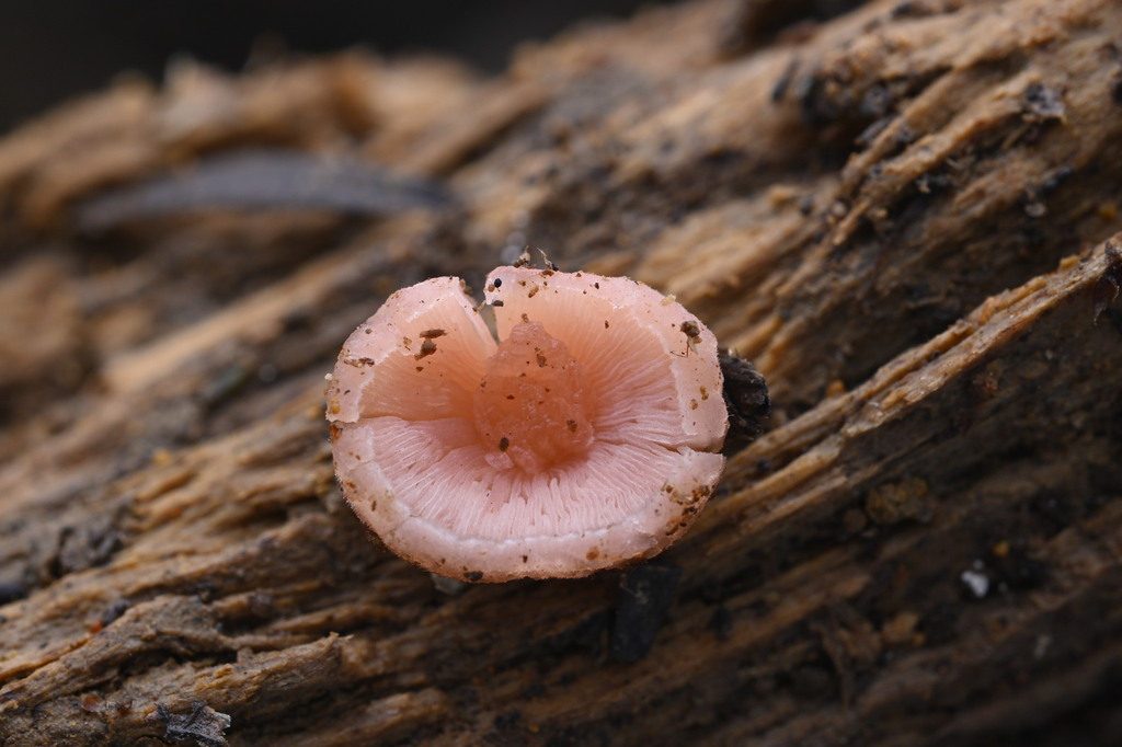 Mycena roseoflava · June 2025 · photo: © invertebratist (iNaturalist, cc-by-nc)