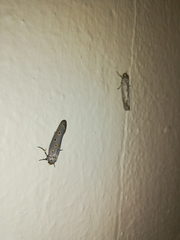 Ethmia circumdatella