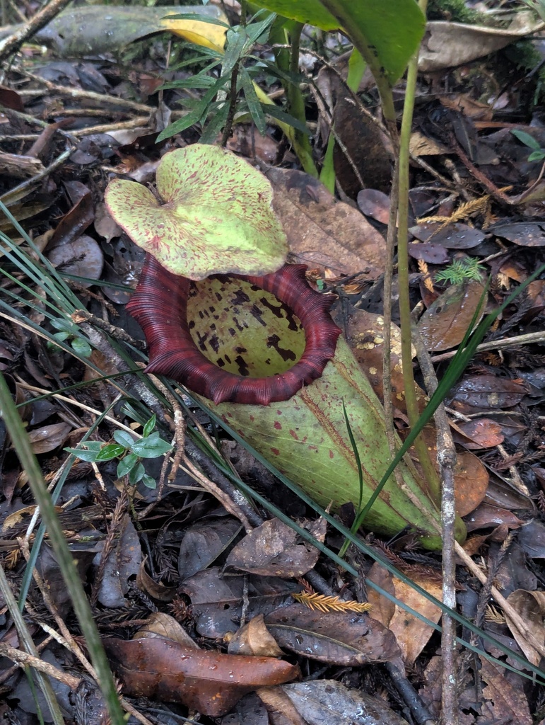 Nepenthes × alisaputrana J.H.Adam & Wilcock 2