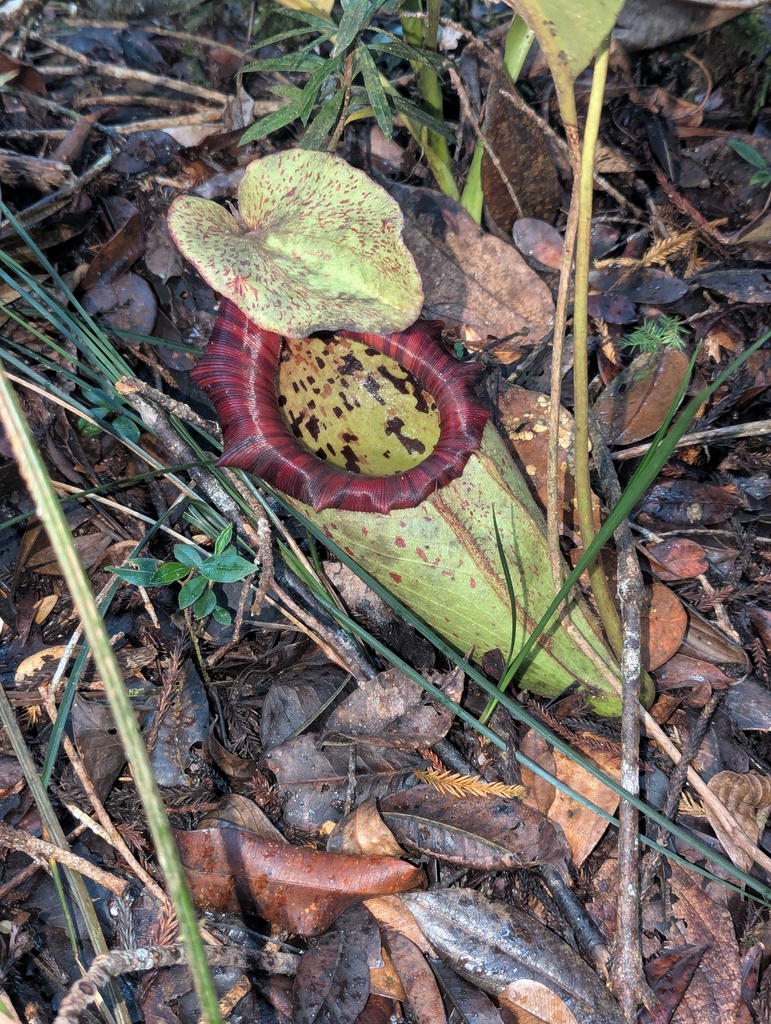 Nepenthes × alisaputrana J.H.Adam & Wilcock 3