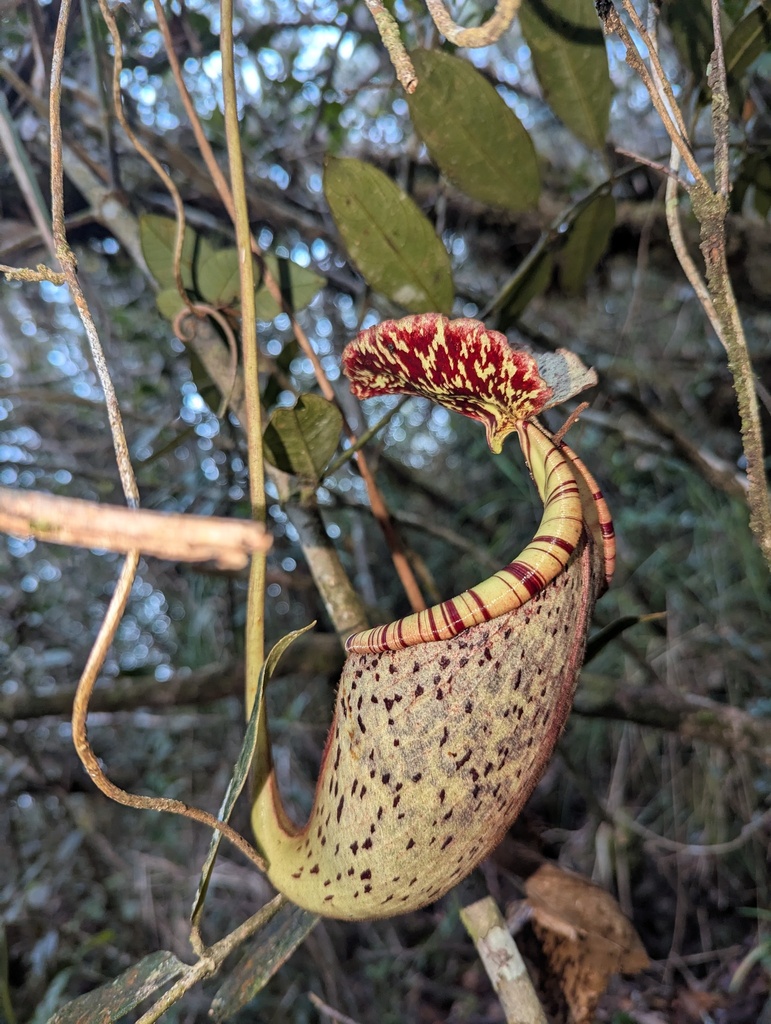 Nepenthes burbidgeae Hook.f. ex Burb. 2